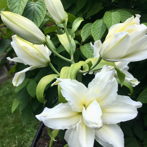 Meet your Posher, Florence - Picture 3 of 5